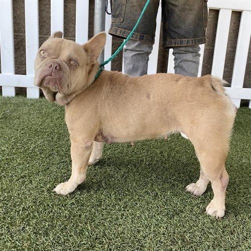 A614122 - French Bulldog available for adoption