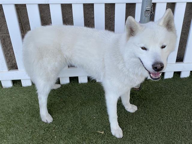 A607854 - Siberian Husky available for adoption