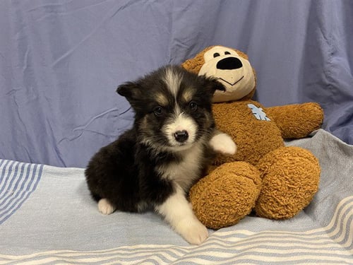 A608723 - Australian Shepherd available for adoption