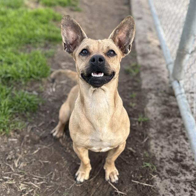 SKUNKY - Pit Bull Terrier / Chihuahua available for adoption