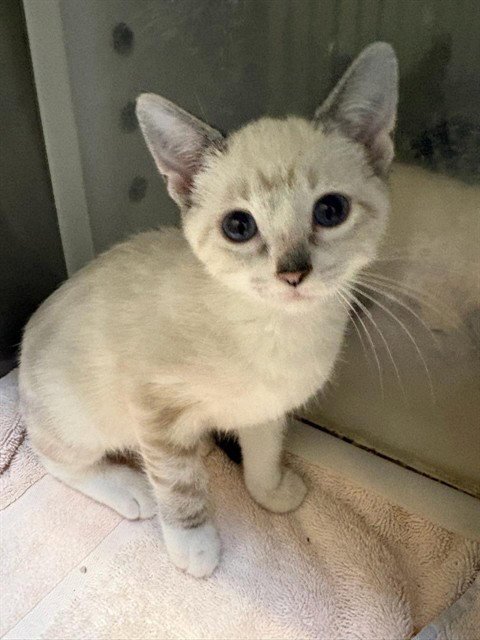 A613270 - Domestic Short Hair available for adoption