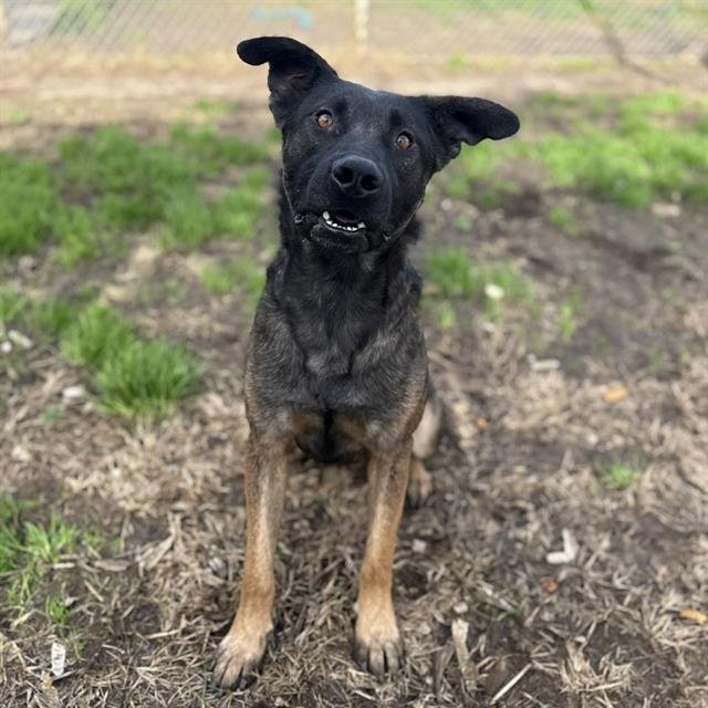*MAX - German Shepherd Dog / Belgian Shepherd Malinois available for adoption