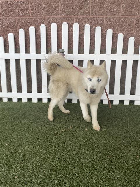 BOLT - Siberian Husky available for adoption