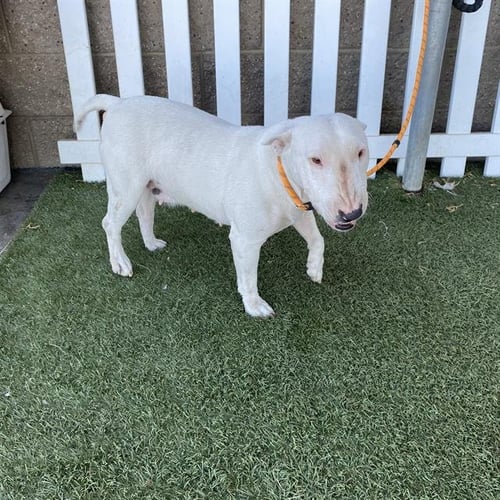 A614911 - Bull Terrier available for adoption