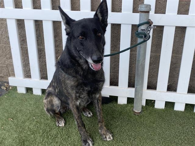 *WINRY - Dutch Shepherd available for adoption