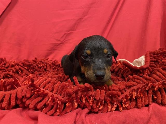 *PIPPY - Pit Bull Terrier available for adoption