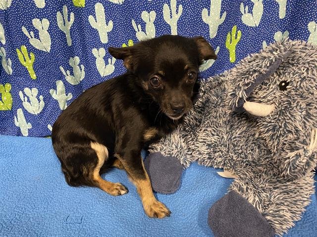 A607400 - Chihuahua available for adoption