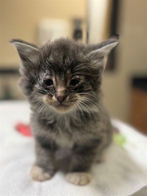 A606774 - Domestic Long Hair available for adoption