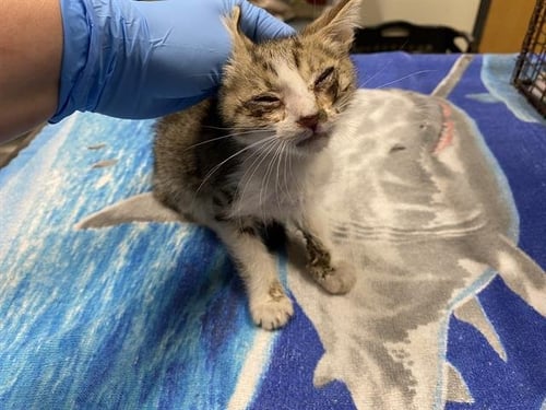A610529 - Domestic Short Hair for adoption in Modesto