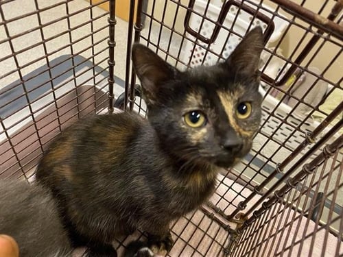 BONNIE - Domestic Short Hair for adoption in Modesto