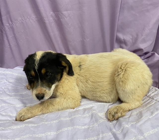 A606890 - Great Pyrenees / Anatolian Shepherd available for adoption