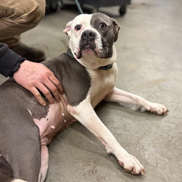 BAILEY - Pit Bull Terrier available for adoption