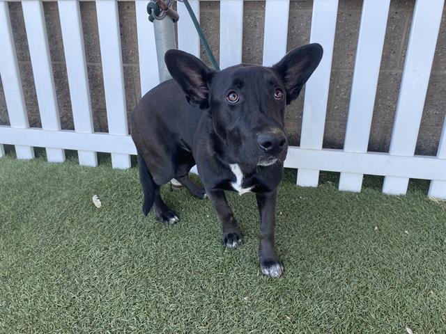 *NIGHTRIDER - German Shepherd Dog available for adoption