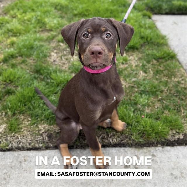 BLUE - Doberman Pinscher available for adoption