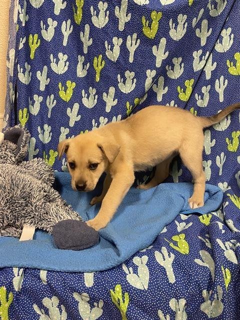 A607567 - Labrador Retriever available for adoption