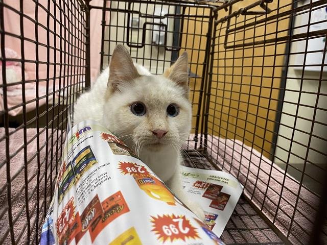 A607233 - Domestic Medium Hair available for adoption