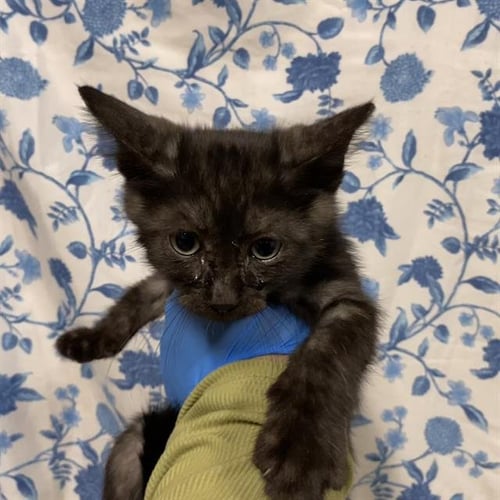 A612418 - Domestic Short Hair available for adoption