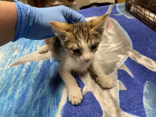 A610530 - Domestic Short Hair for adoption in Modesto