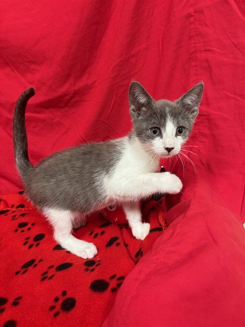 A613864 - Domestic Short Hair available for adoption