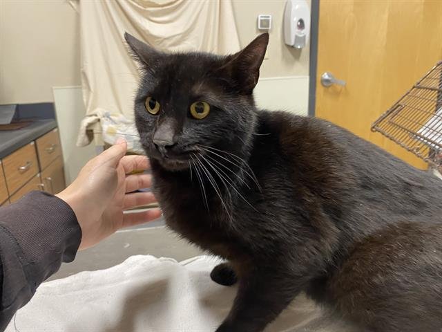 A607914 - Domestic Short Hair available for adoption