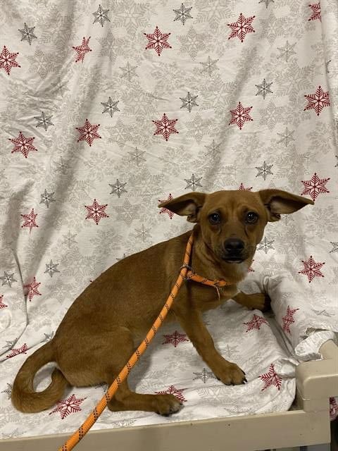 A605506 - Chihuahua available for adoption