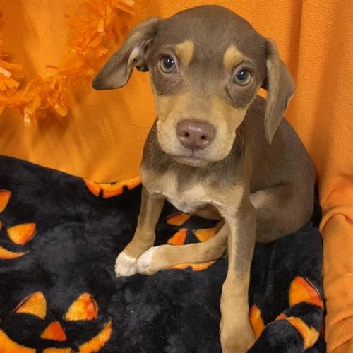 *BROWNIE - Rat Terrier available for adoption