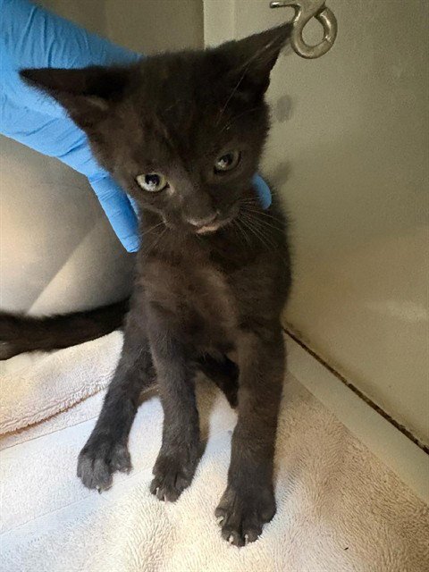 A613271 - Domestic Short Hair available for adoption