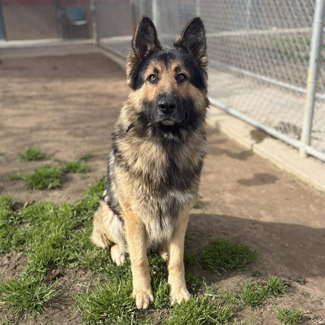 SUNNY - German Shepherd Dog available for adoption