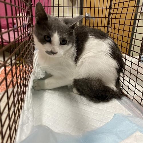 *NELSON - Domestic Medium Hair for adoption in Modesto
