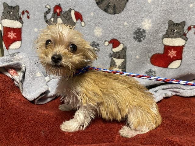 *TINKER - Yorkshire Terrier Yorkie available for adoption
