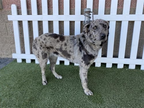 *WHITLEY - Australian Shepherd / Catahoula Leopard Dog available for adoption