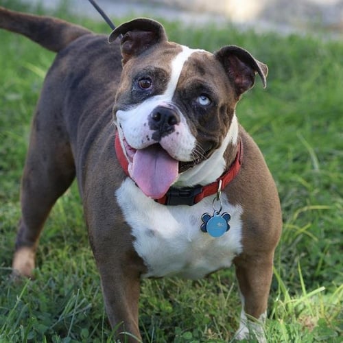 *JADE - Bulldog available for adoption
