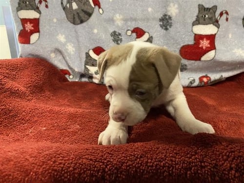 YONNY - Pit Bull Terrier available for adoption