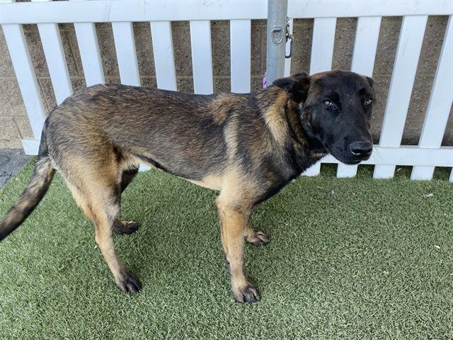 *REN - Belgian Shepherd Malinois available for adoption