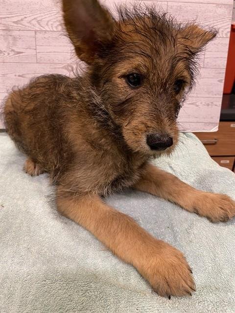 *LANI - German Shepherd Dog available for adoption