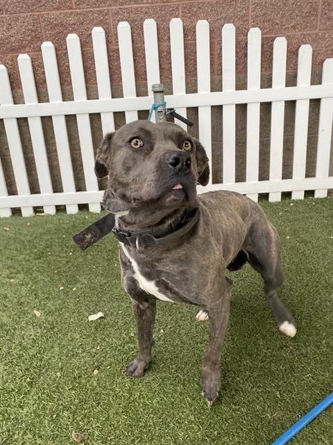 *ASHE - Pit Bull Terrier available for adoption