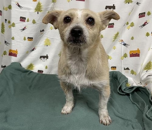 *GEORGIE - Jack Russell Terrier (Parson Russell Terrier) available for adoption