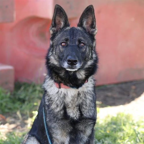 JENNY - German Shepherd Dog available for adoption