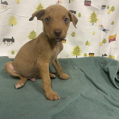 A614390 - German Shepherd Dog available for adoption