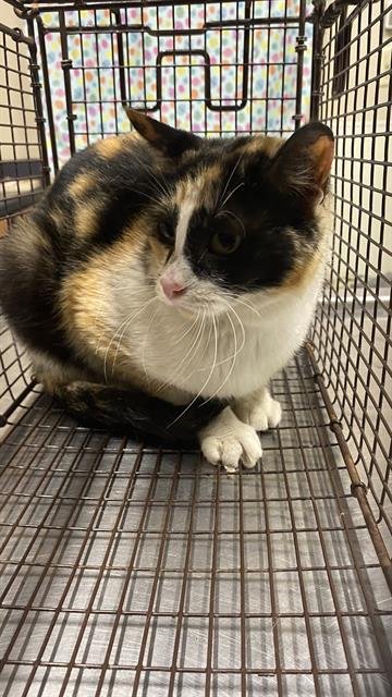 A608676 - Domestic Short Hair available for adoption