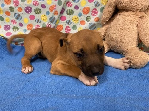 A608297 - Staffordshire Bull Terrier available for adoption