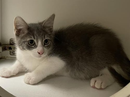 A613818 - Domestic Medium Hair available for adoption