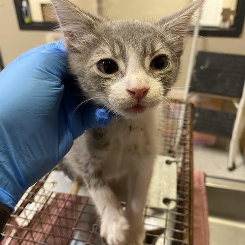A613818 - Domestic Medium Hair available for adoption