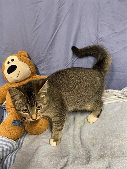 A608896 - Domestic Short Hair available for adoption