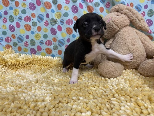A607981 - Border Collie available for adoption