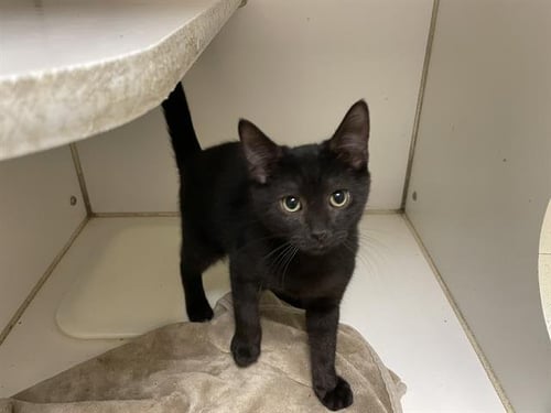 A614341 - Domestic Short Hair available for adoption