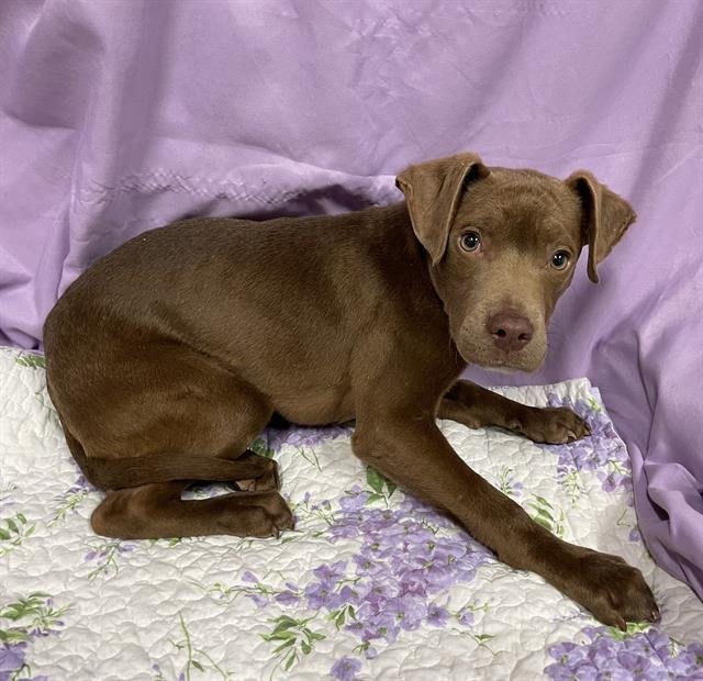 A606691 - Labrador Retriever / Pit Bull Terrier available for adoption