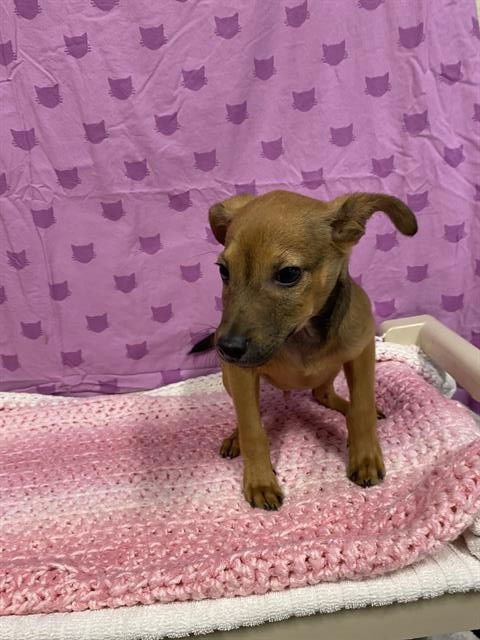 A607349 - Chihuahua available for adoption