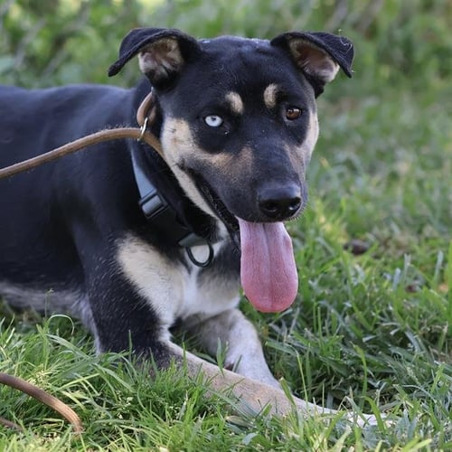 *LACI - German Shepherd Dog available for adoption