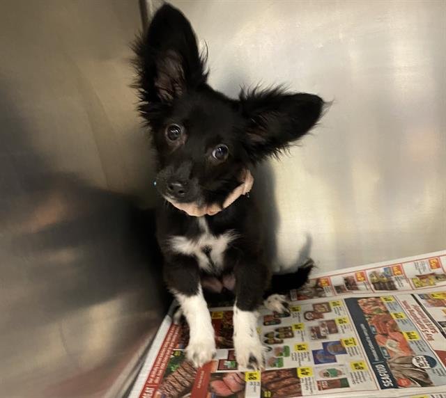 ZUKI - Chihuahua / Papillon available for adoption